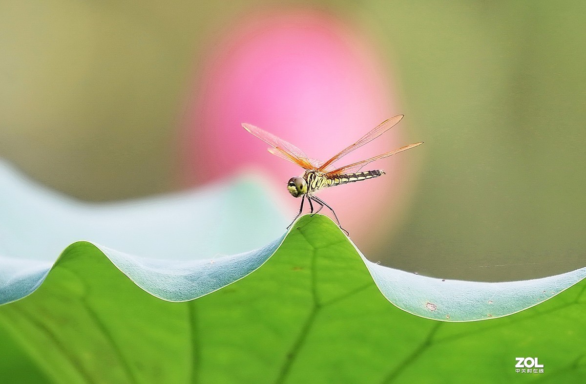 #版主坐堂#2020年8月份微距摄影精华集锦