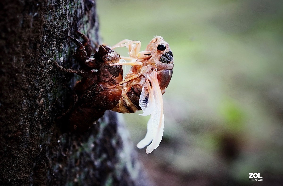 #版主坐堂#2020年8月份微距摄影精华集锦