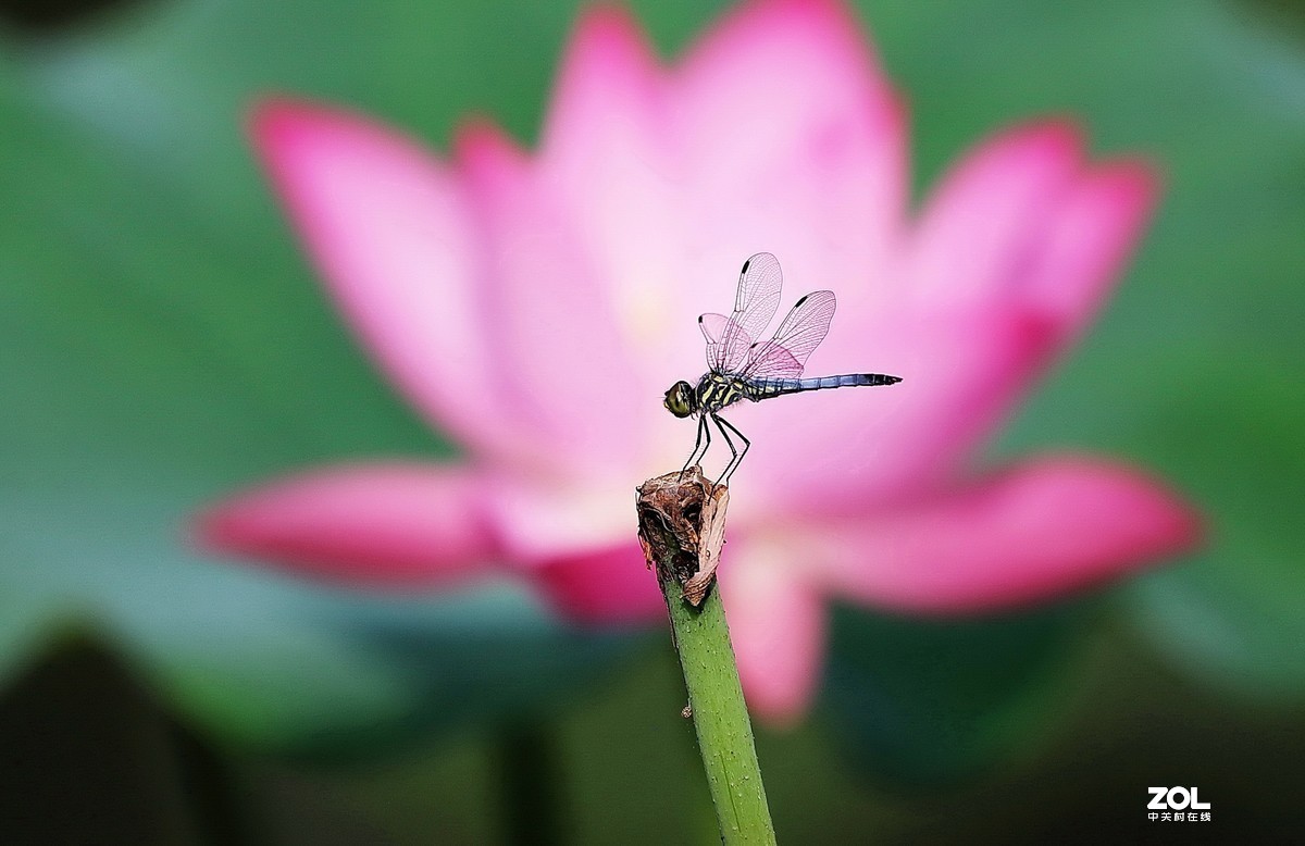 #版主坐堂#2020年8月份微距摄影精华集锦