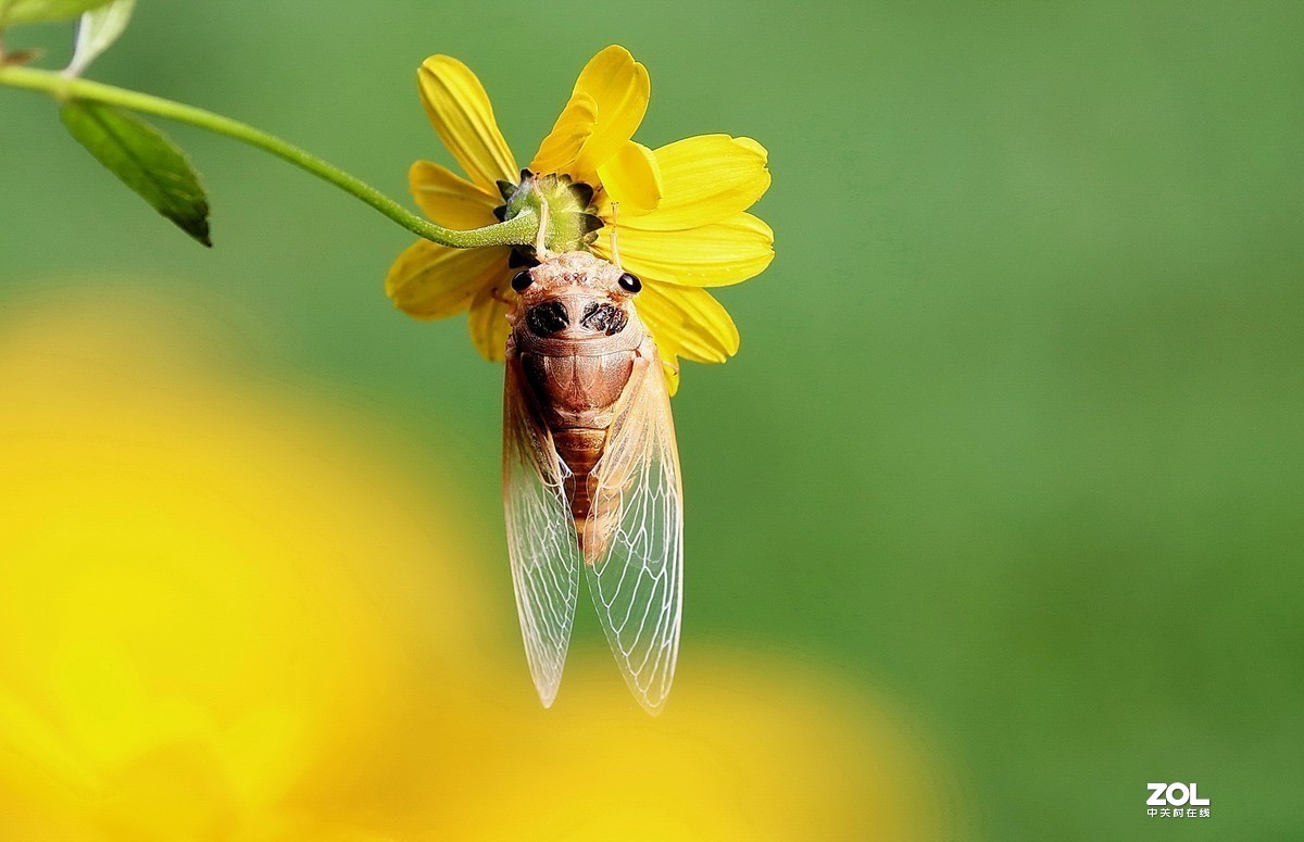 #版主坐堂#2020年8月份微距摄影精华集锦