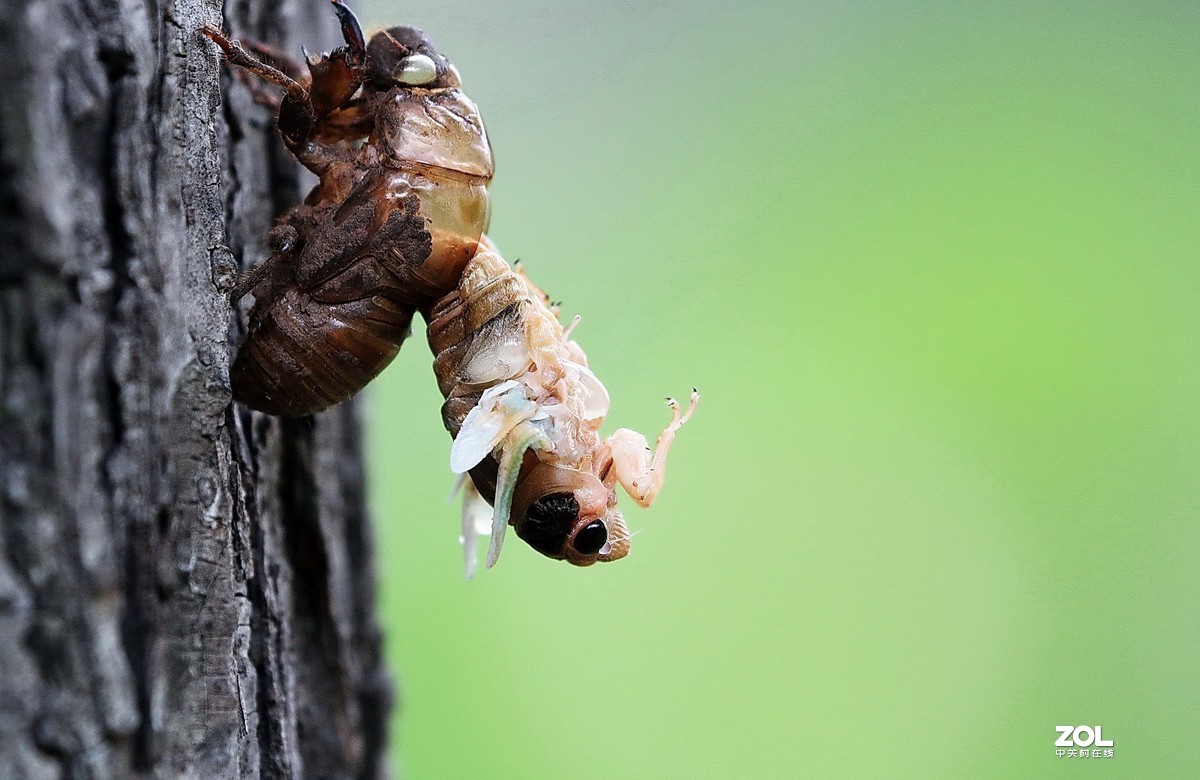 #版主坐堂#2020年8月份微距摄影精华集锦
