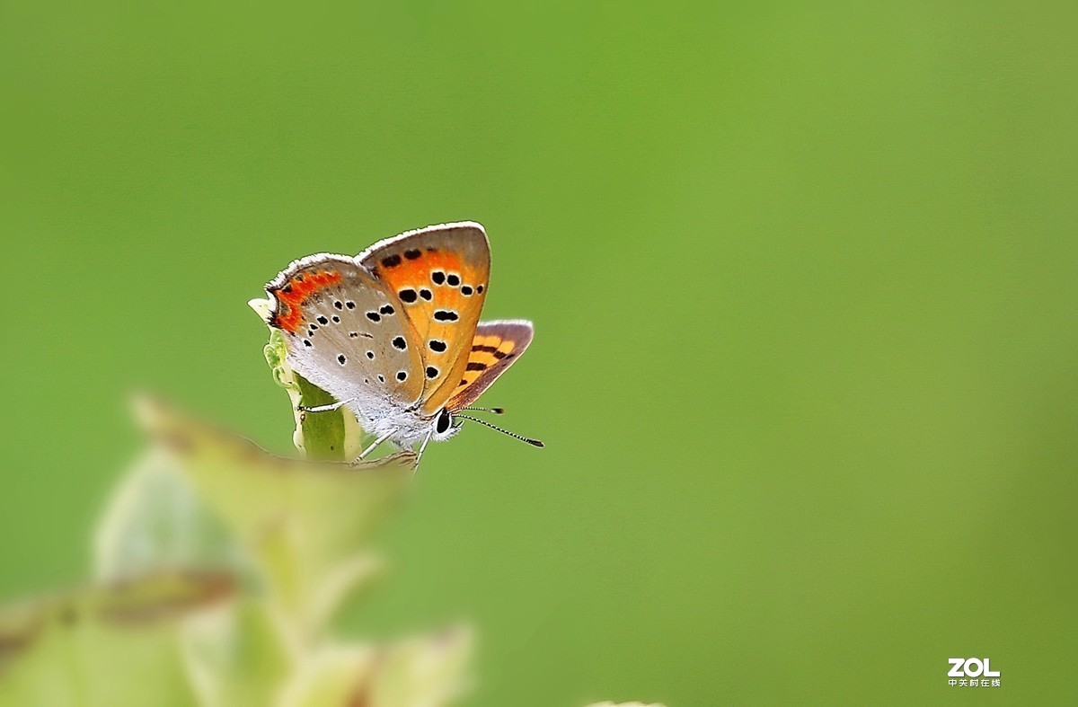 #版主坐堂#2020年8月份微距摄影精华集锦