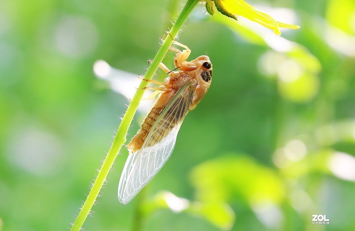 #版主坐堂#2020年8月份微距摄影精华集锦