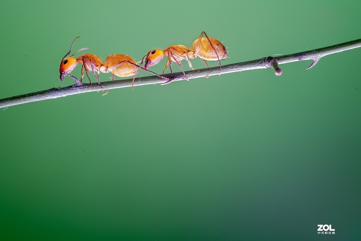 #版主坐堂#2020年8月份微距摄影精华集锦