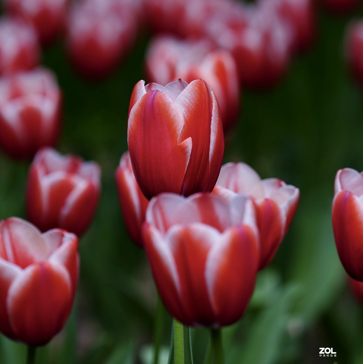 中山公园郁金香盛开