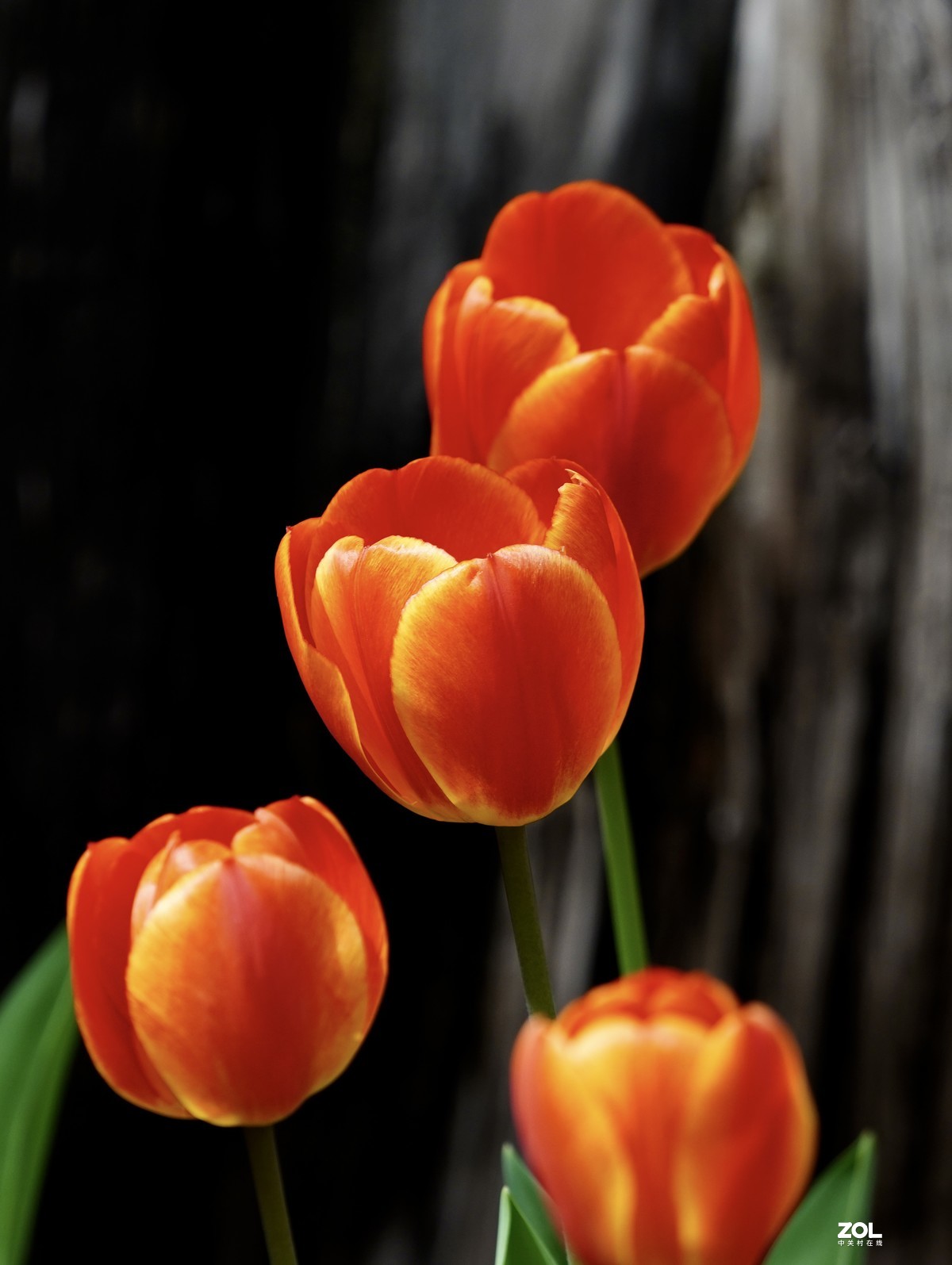 中山公园郁金香盛开