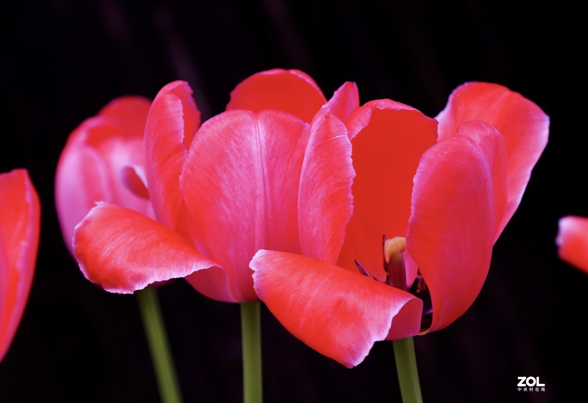 中山公园郁金香盛开