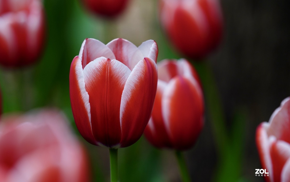 中山公园郁金香盛开