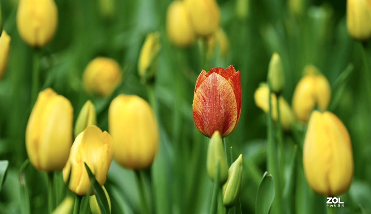 中山公园郁金香盛开