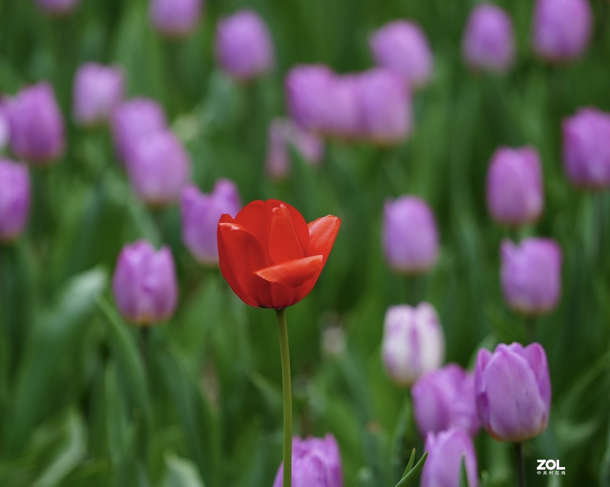 中山公园郁金香盛开
