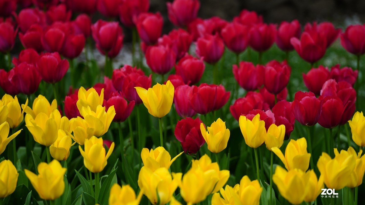 中山公园郁金香盛开