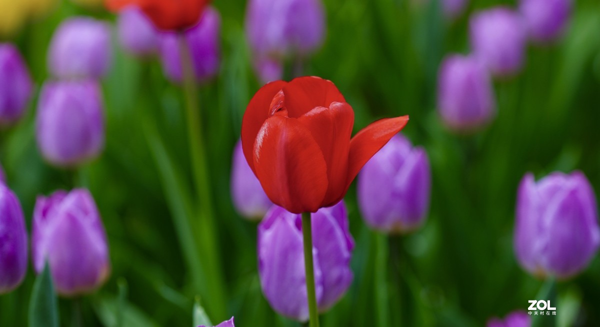 中山公园郁金香盛开