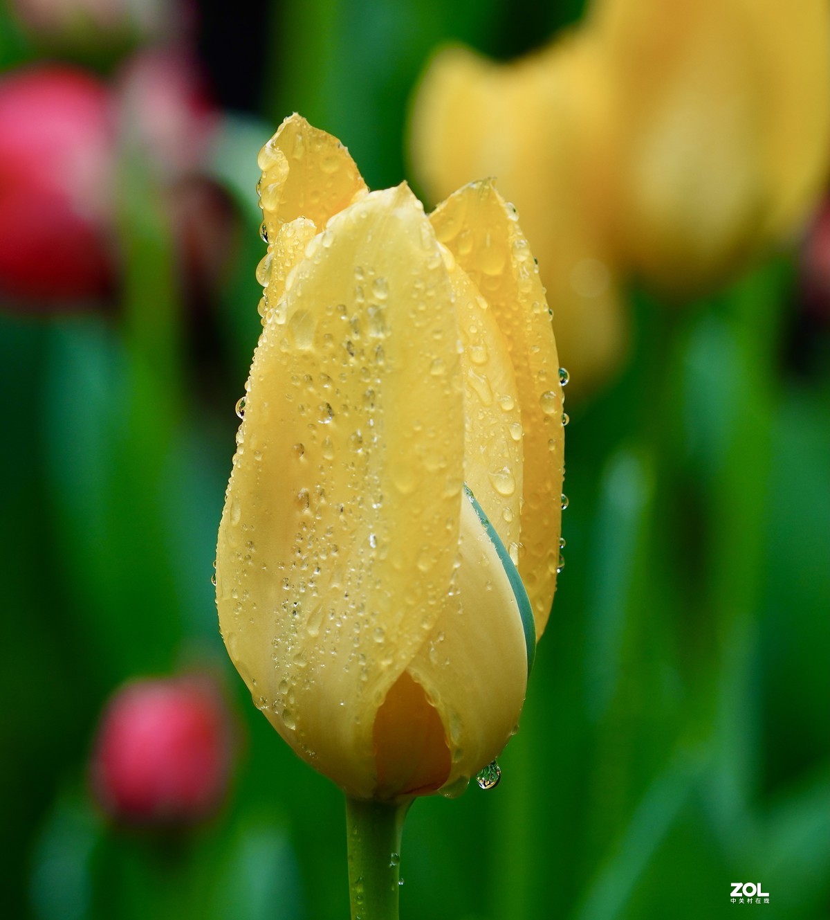 中山公园郁金香盛开