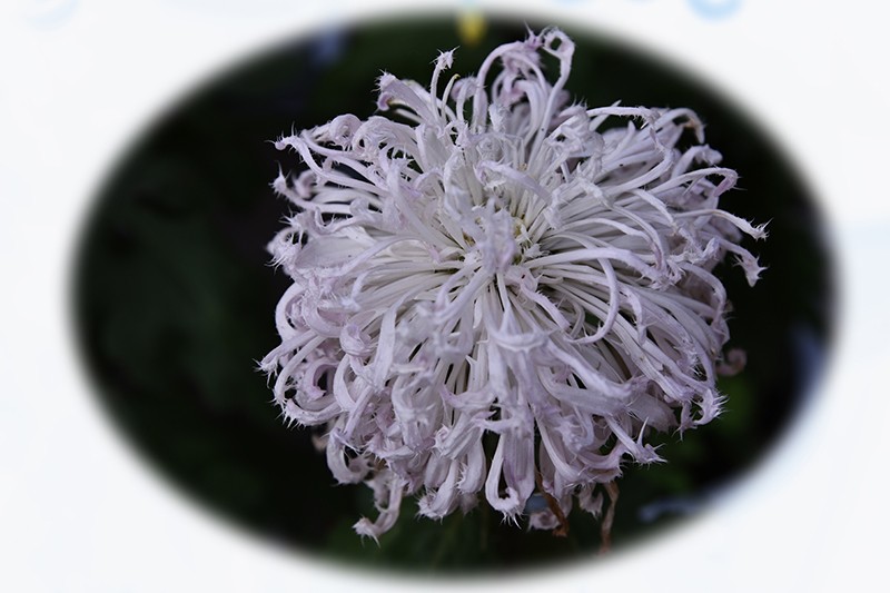 2021，上海森林公园菊花随拍（二）