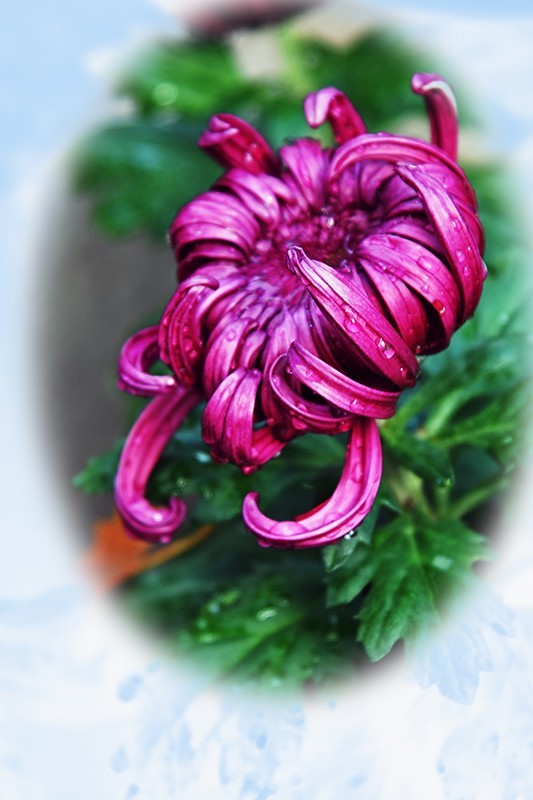 2021，上海森林公园菊花随拍（二）