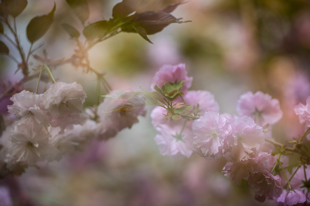 雾里看花有意境