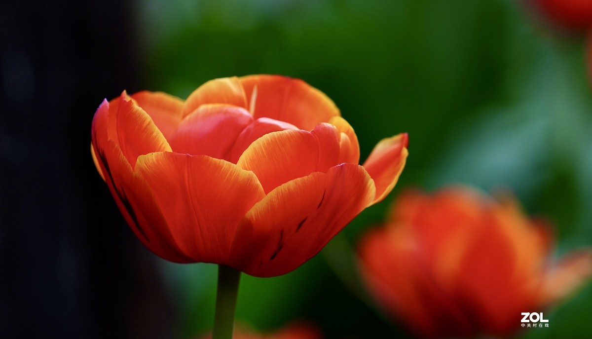 中山公园郁金香盛开