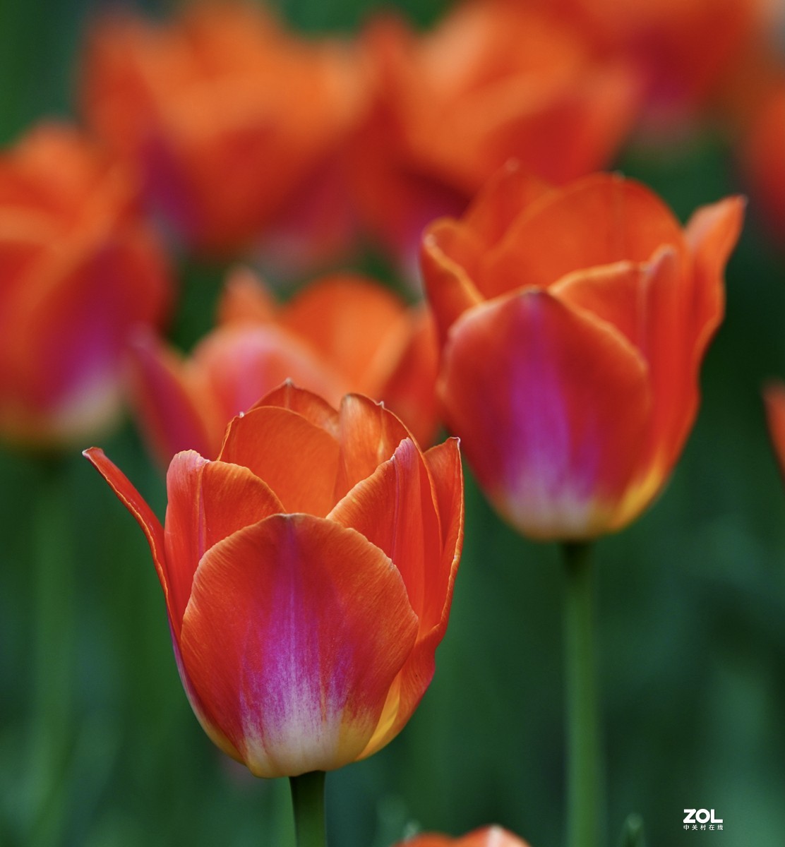 中山公园郁金香盛开