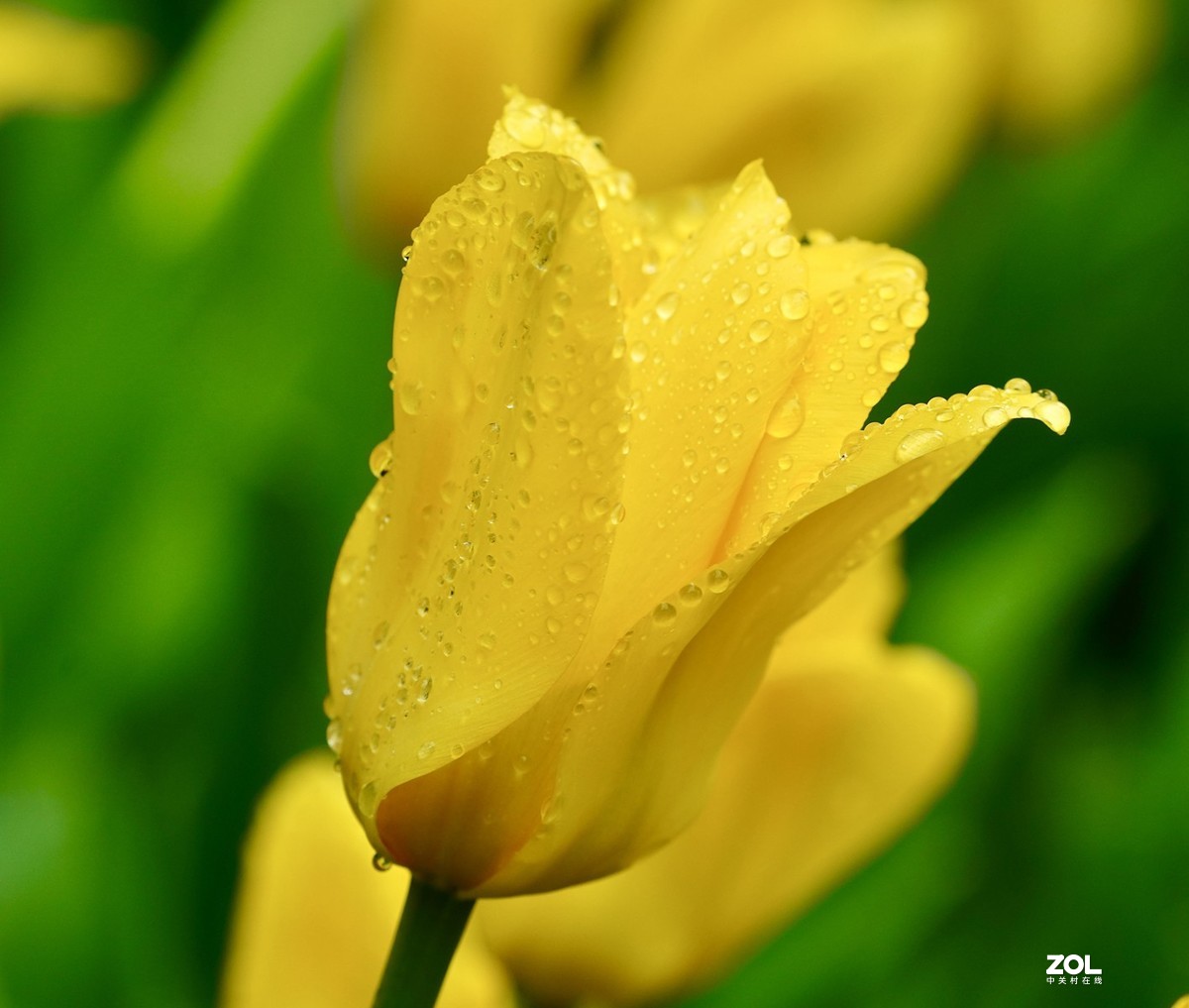 中山公园郁金香盛开