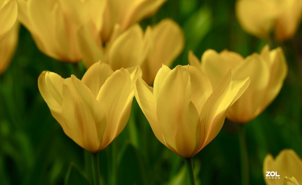 中山公园郁金香盛开