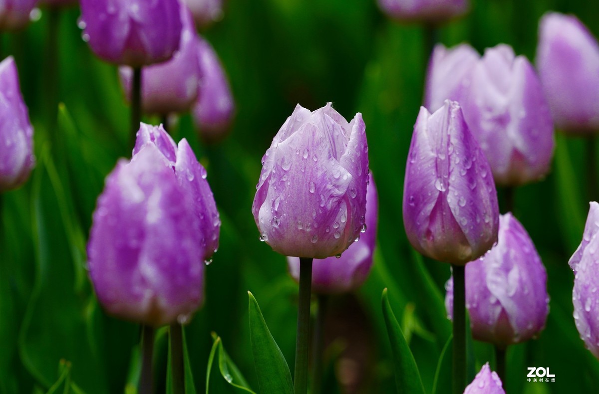 中山公园郁金香盛开