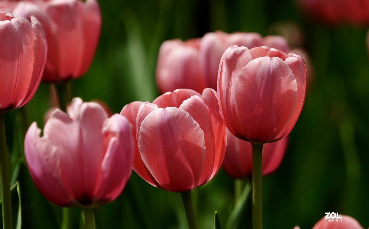 中山公园郁金香盛开