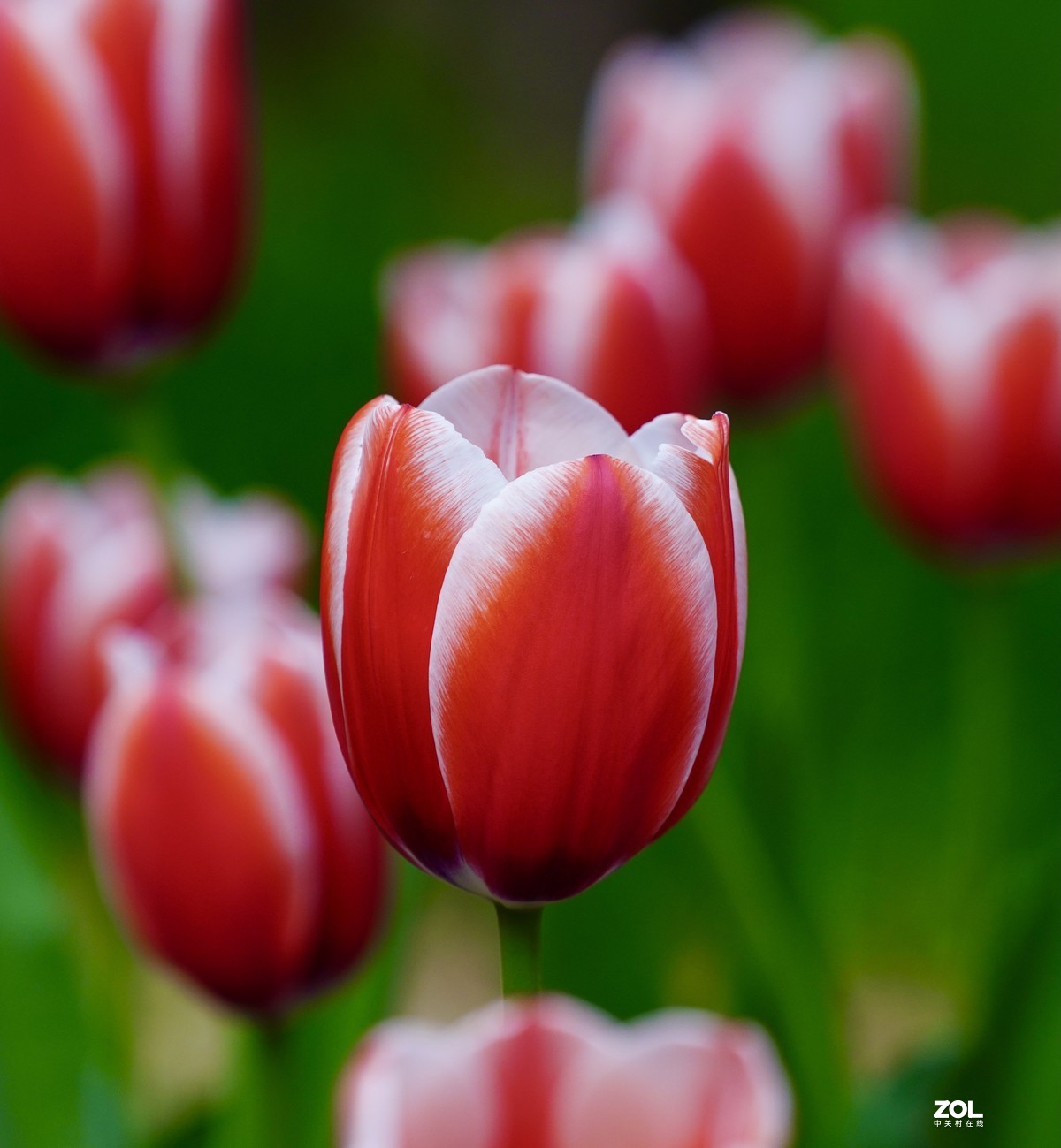 中山公园郁金香盛开