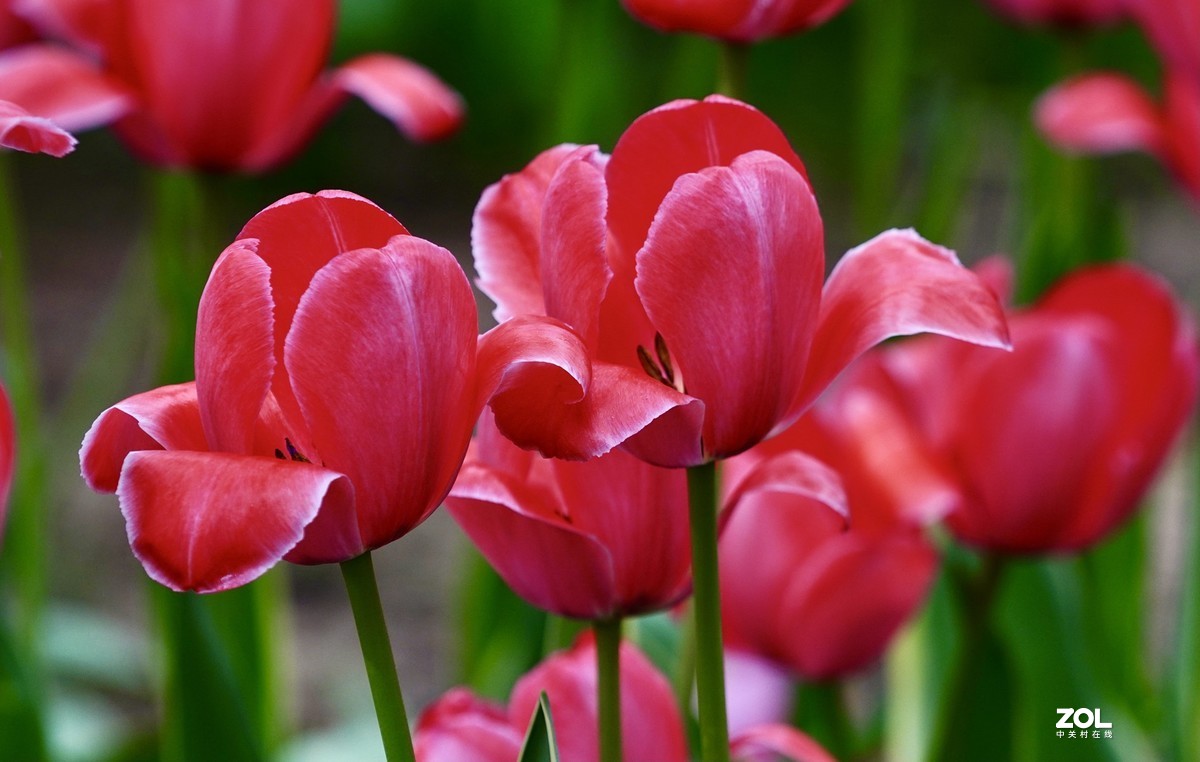 中山公园郁金香盛开