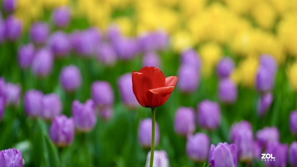 中山公园郁金香盛开