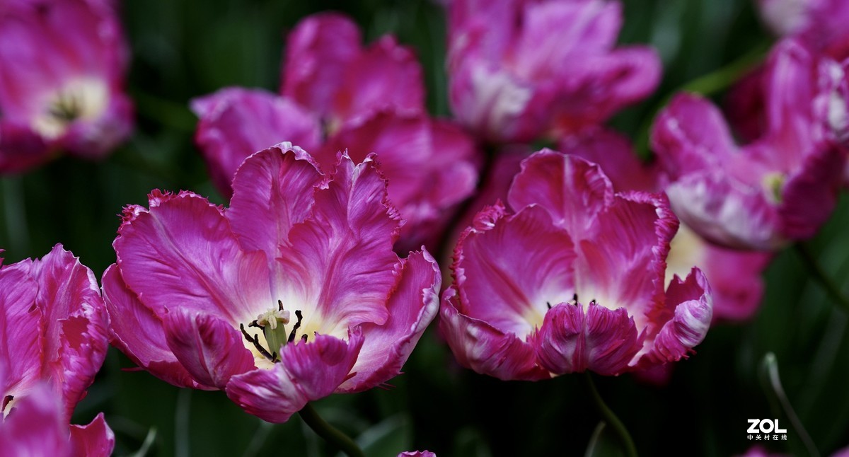 中山公园郁金香盛开