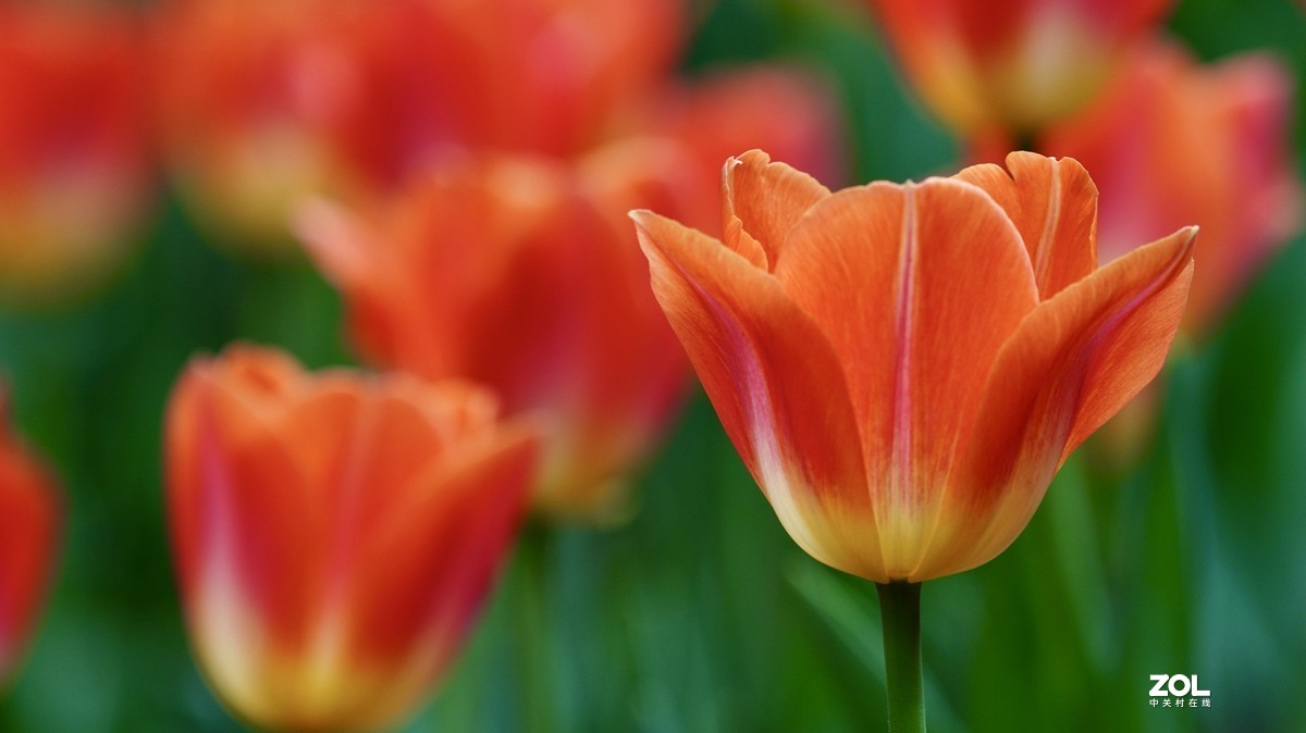 中山公园郁金香盛开