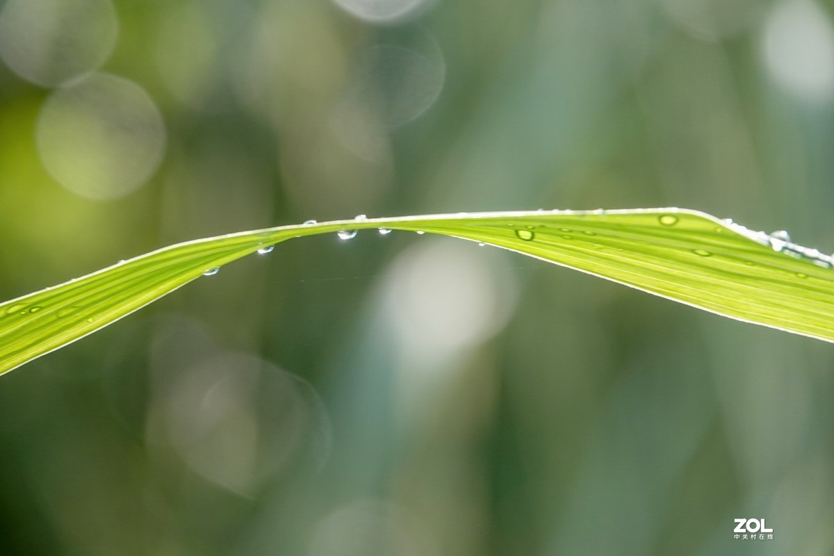 磨合9-----狗尾巴草