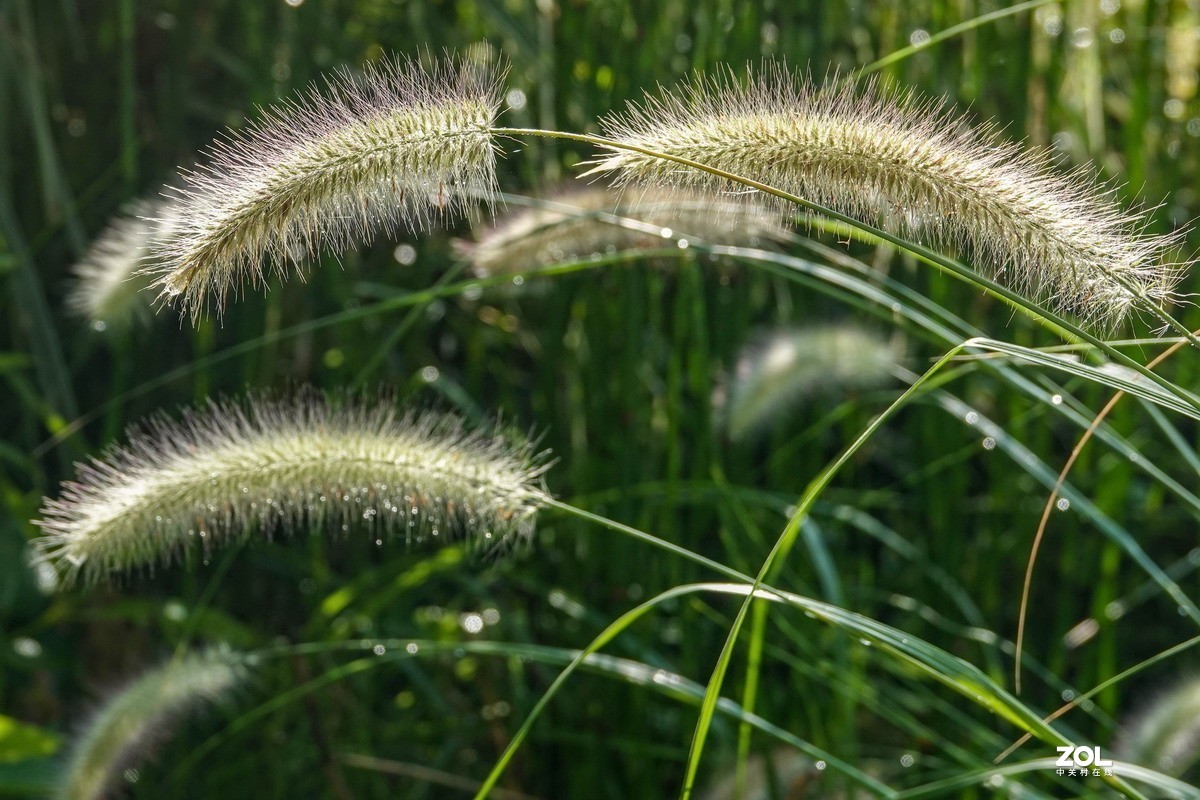 磨合9-----狗尾巴草