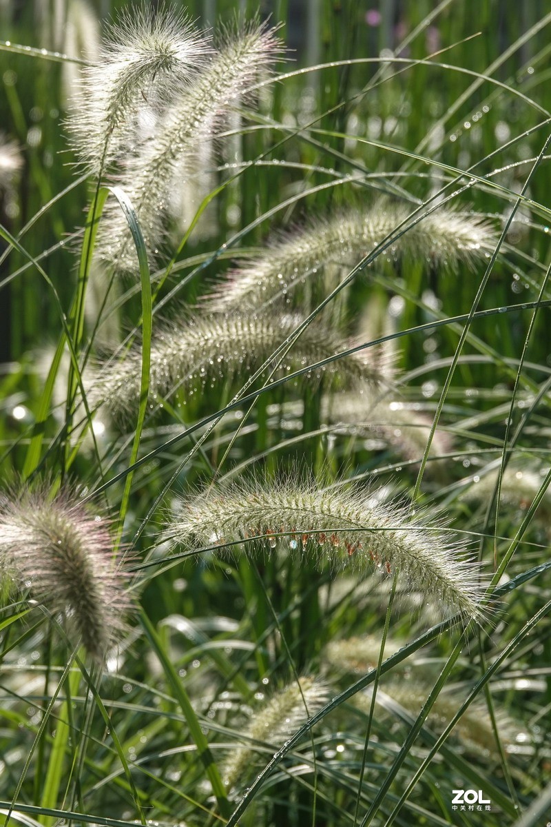 磨合9-----狗尾巴草