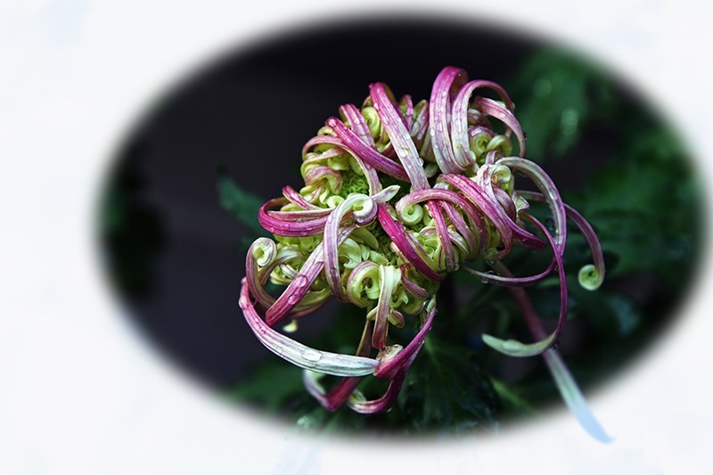 2021，上海森林公园菊花随拍（二）