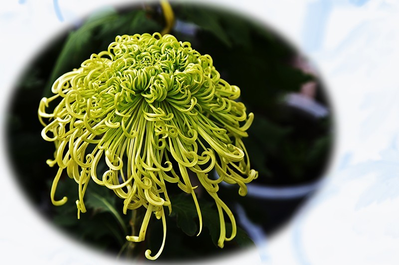 2021，上海森林公园菊花随拍（二）