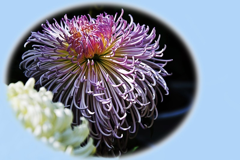 2021，上海森林公园菊花随拍（二）