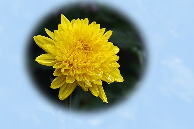 2021，上海森林公园菊花随拍（二）