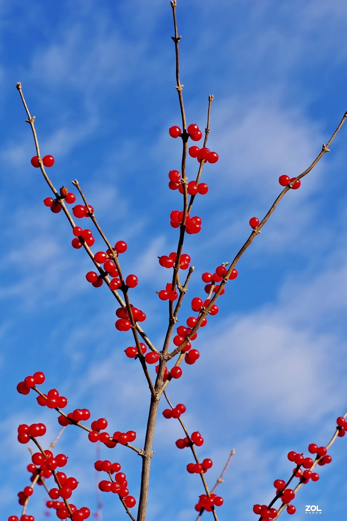 冬青果（标头）