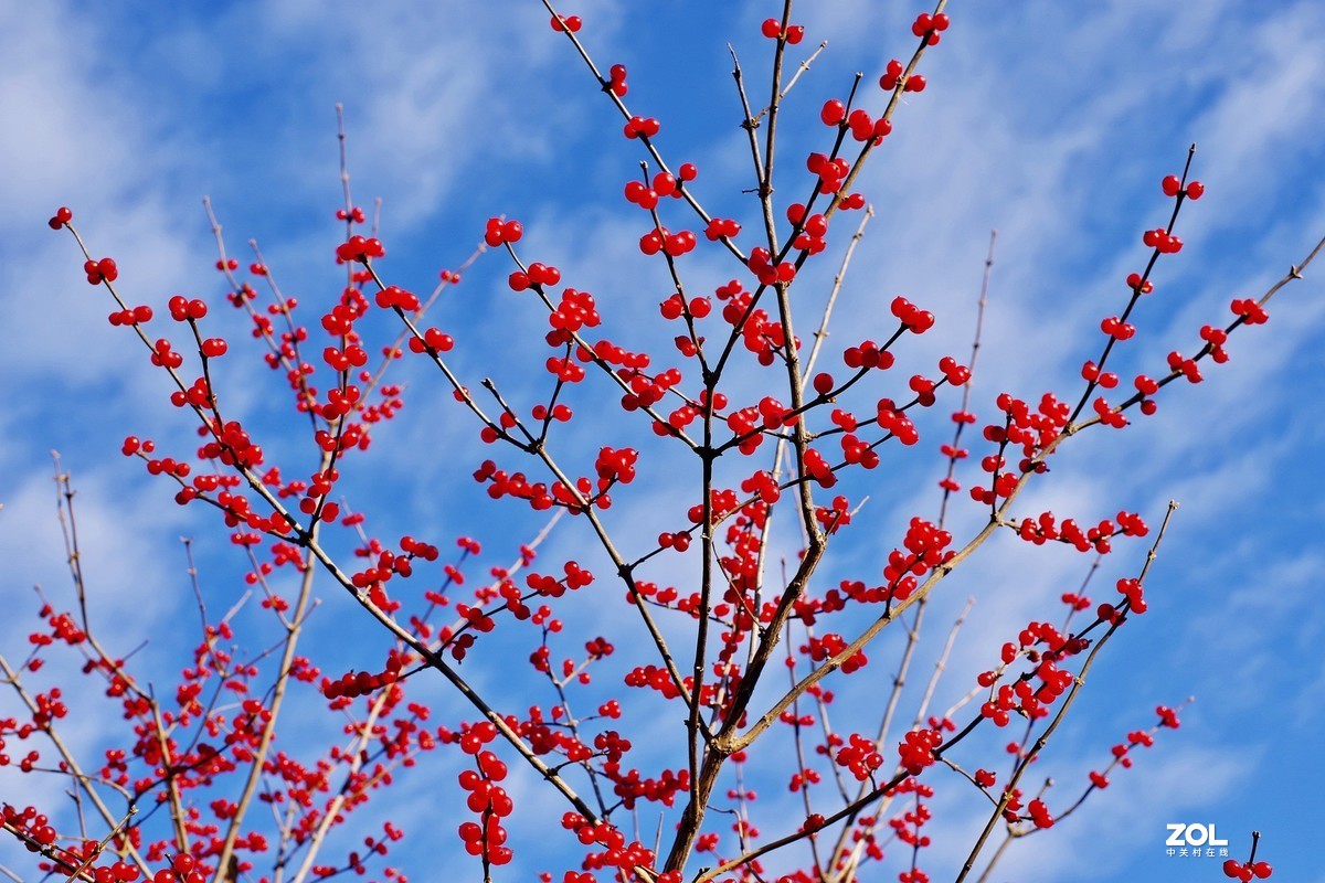 冬青果（标头）