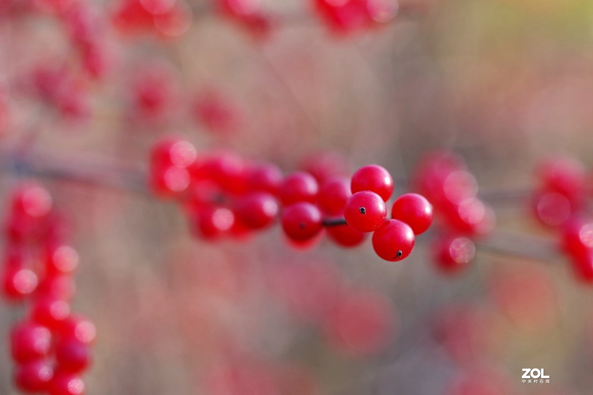 冬青果（标头）