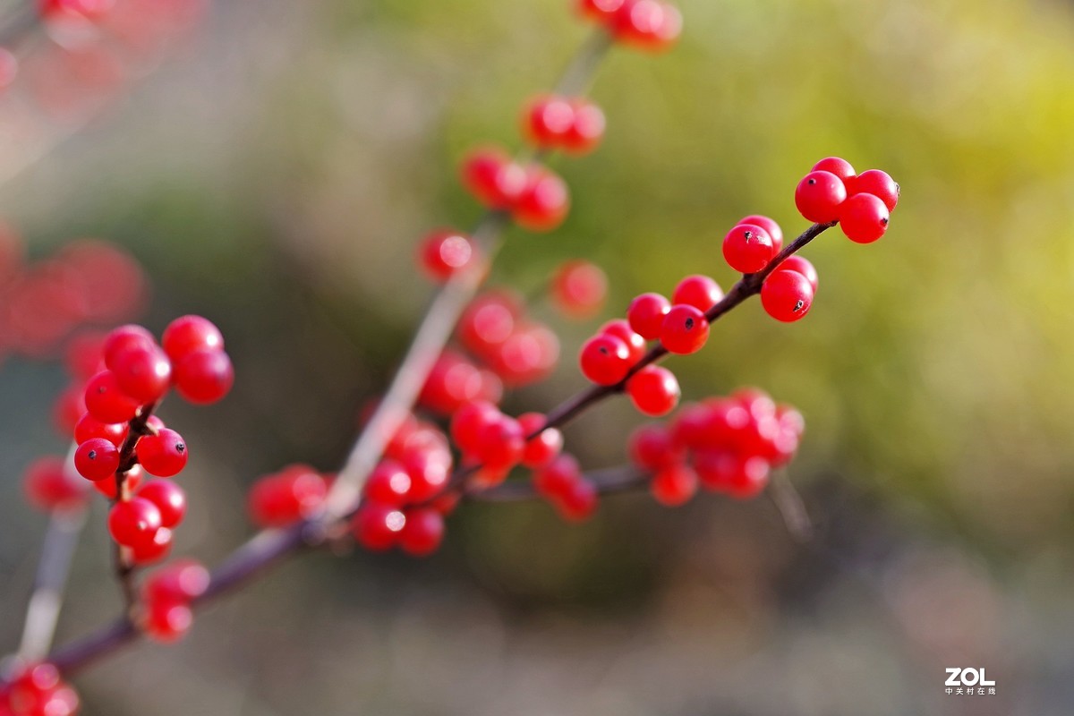 冬青果（标头）