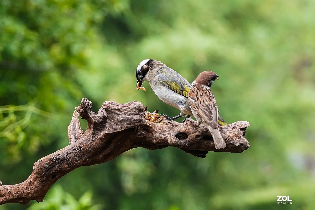 白头翁与小麻雀
