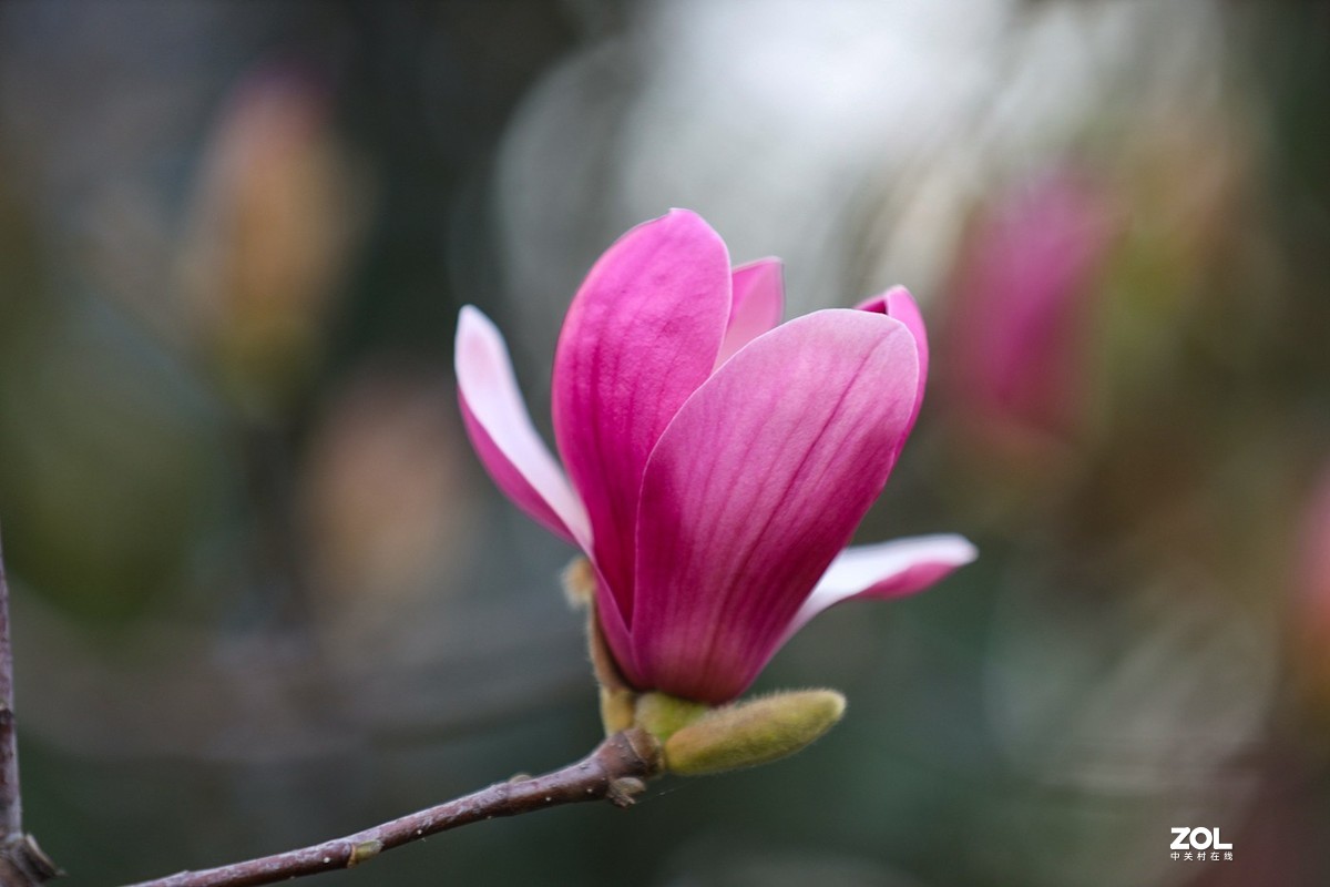 紫玉蘭花