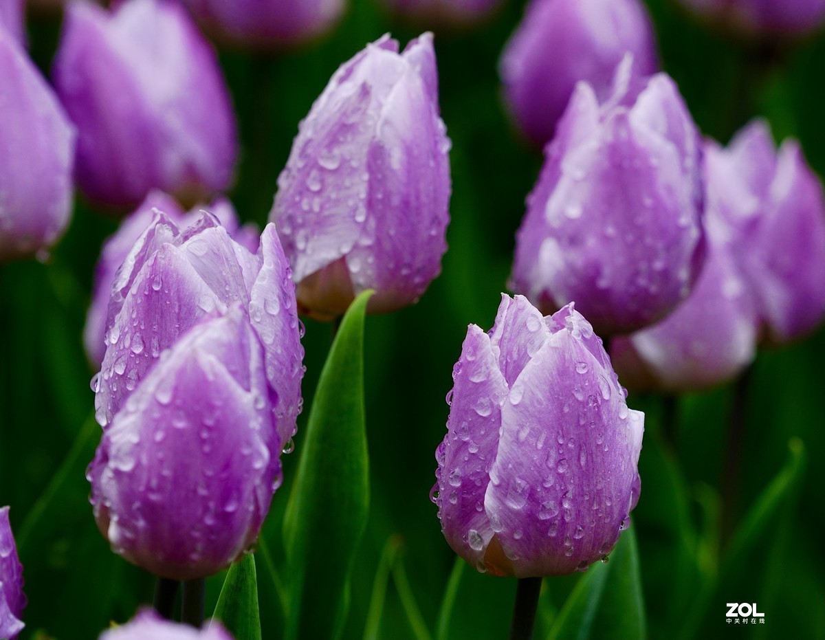 中山公园郁金香盛开