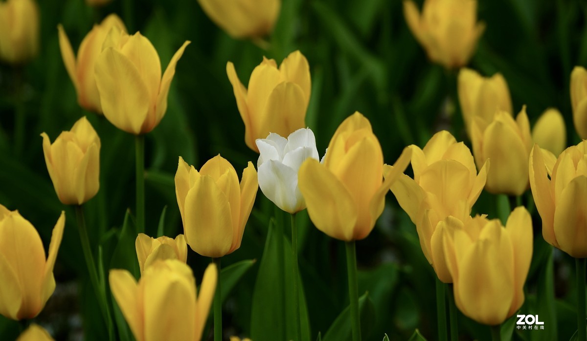 中山公园郁金香盛开