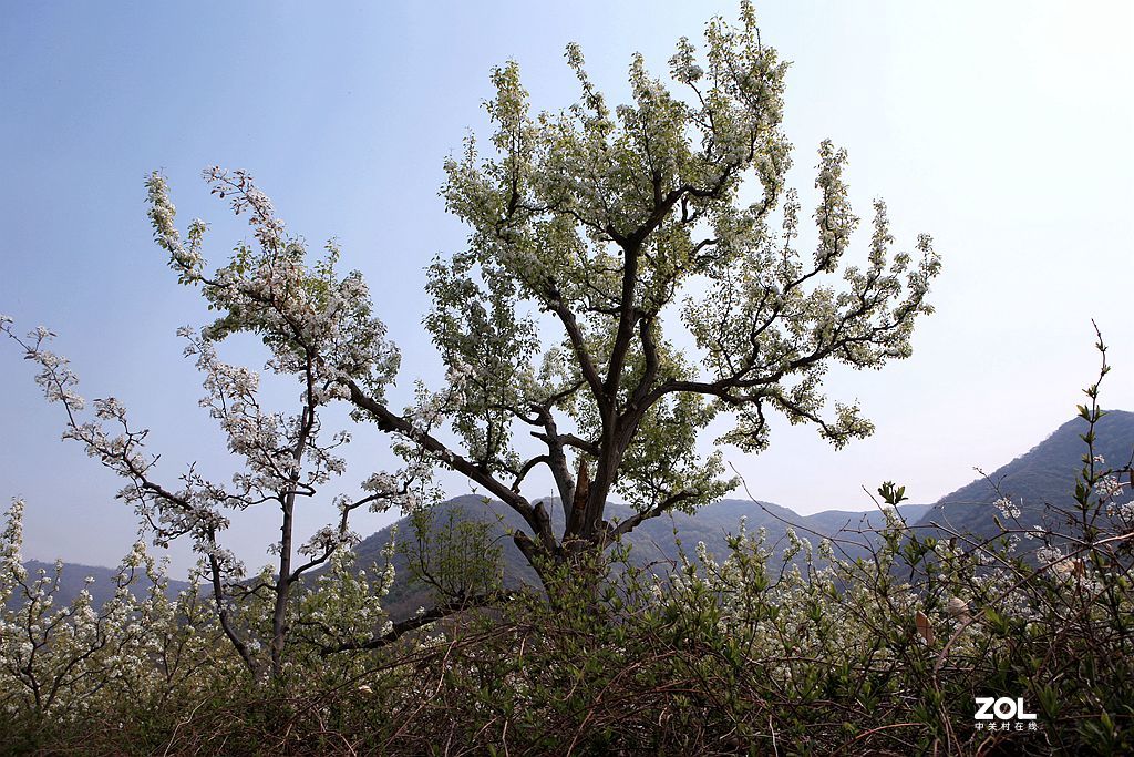 门头沟谷山村,东山梨园