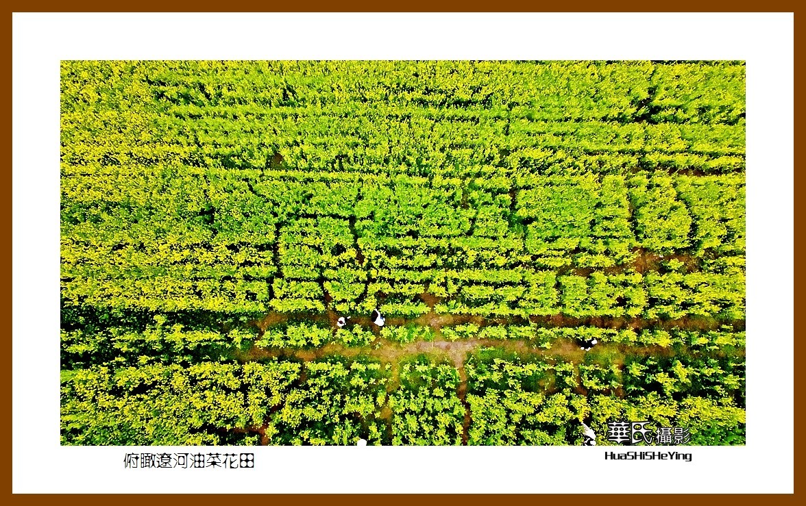 我爱家乡——俯瞰辽河油菜花田（辽宁鞍山台安县张荒地）