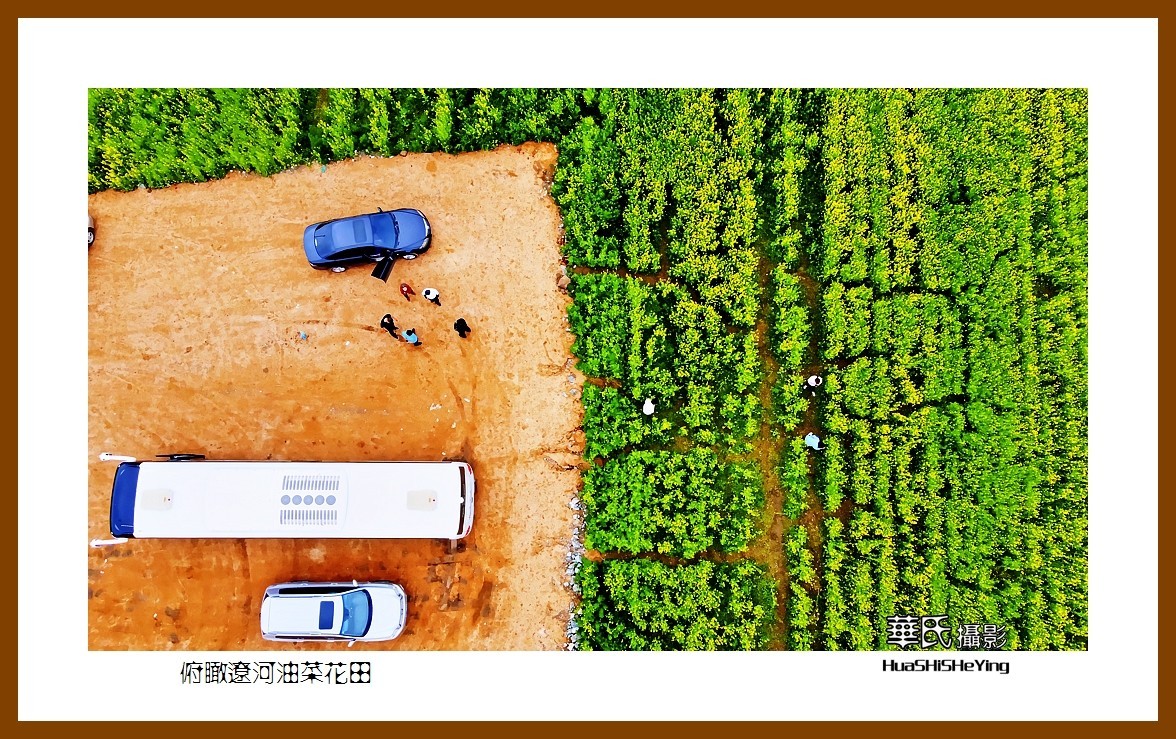 我爱家乡——俯瞰辽河油菜花田（辽宁鞍山台安县张荒地）