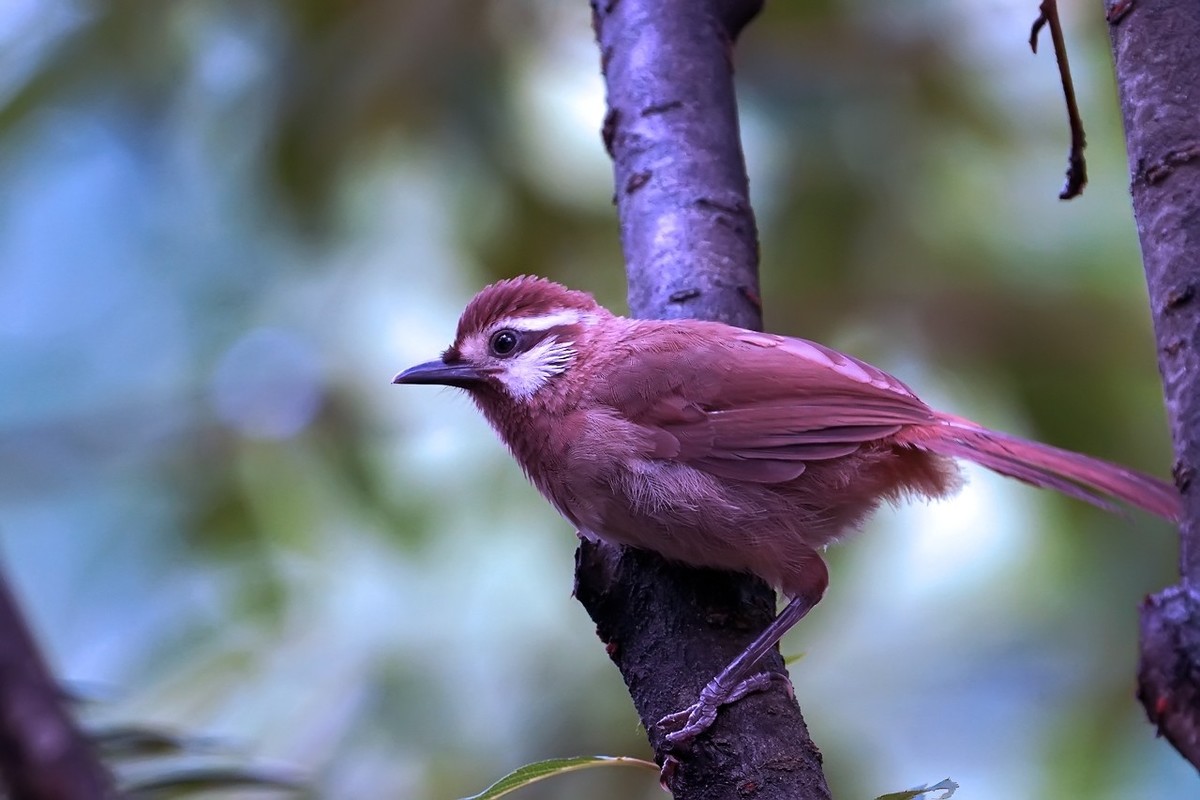2021_抓拍的白颊噪鹛